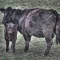 Angus We Have Heard on High